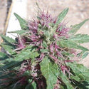 T7 Feminized Hemp Seeds