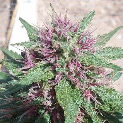 T7 Feminized Hemp Seeds