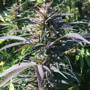 Charlotte’s Cherish Feminized Hemp Seeds