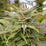Cherrywine Feminized Hemp Seeds
