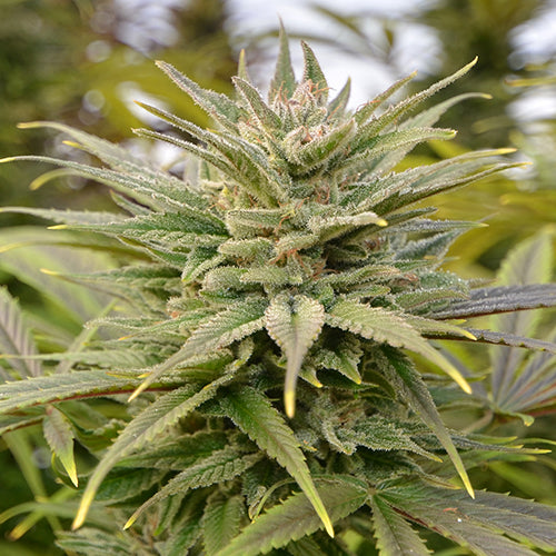 Cherrywine Feminized Hemp Seeds