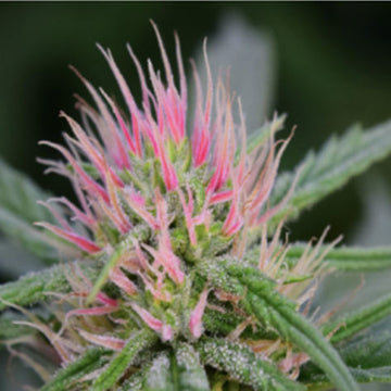 ILGH Berry Blossom Feminized Hemp Seeds