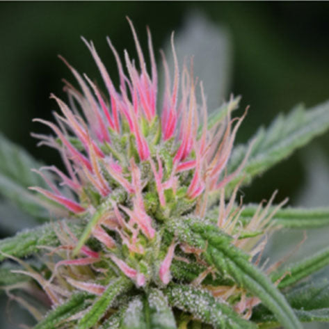 ILGH Berry Blossom Feminized Hemp Seeds
