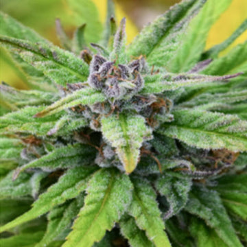 ILGM Chardonnay Feminized Hemp Seeds