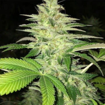 ILGM Cobbler Feminized Hemp Seeds