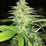 Gobbler Feminized Hemp Seeds