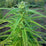 Beniko Feminized Hemp Seeds