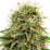 CBD Kush Feminized Hemp Seeds