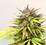 Cherry Feminized Hemp Seeds