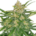 Critical Mass CBD Autoflower Hemp Seeds