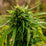 Elite Life Feminized Hemp Seeds