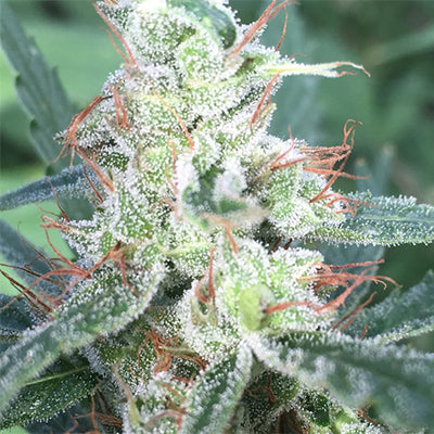 Sweetened Feminized Hemp Seeds