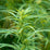 Tyger Autoflower Hemp Seeds