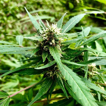 Baton Rox Feminized Hemp Seeds