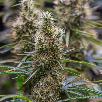 Cherry Citrus Feminized Hemp Seeds