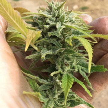 ILGM Trophy Wife Feminized Hemp Seeds