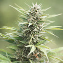 Lifter Feminized Hemp Seeds