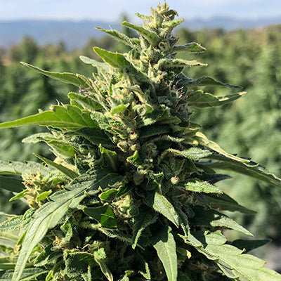 Sour Space Candy Feminized Hemp Seeds