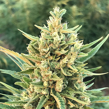 Especially Saucy Feminized Hemp Seeds