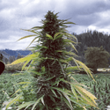 Super Haze Feminized Hemp Seeds