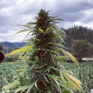 Super Haze Autoflower Hemp Seeds