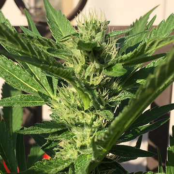 T1 Feminized Hemp Seeds