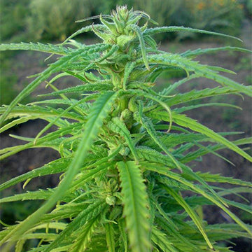 Beniko Feminized Hemp Seeds