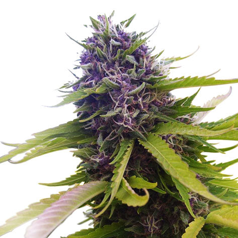 Blue CBD Feminized Hemp Seeds