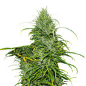 Carma CBD Feminized Hemp Seeds