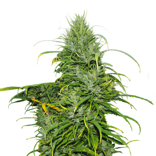 Carma CBD Feminized Hemp Seeds