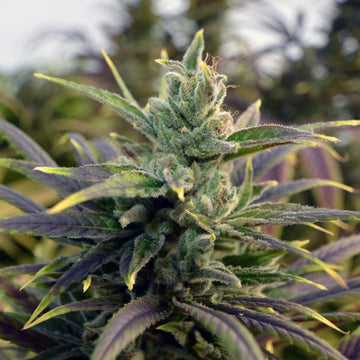 Cherry Bloom Feminized Hemp Seeds