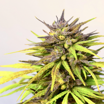 Cherry Feminized Hemp Seeds