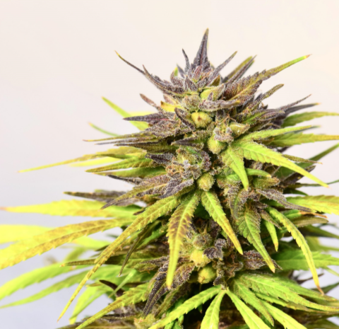 Cherry Feminized Hemp Seeds