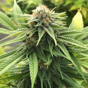 Cherry Mother Feminized Hemp Seeds