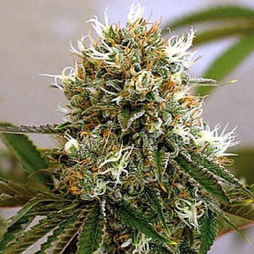 Cherry On Berry Feminized Hemp Seeds