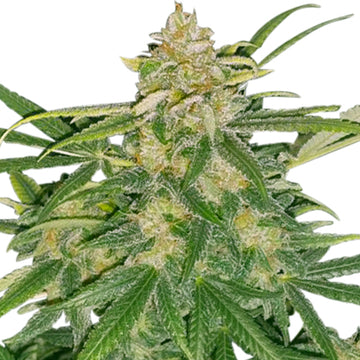 Critical Mass CBD Autoflower Hemp Seeds