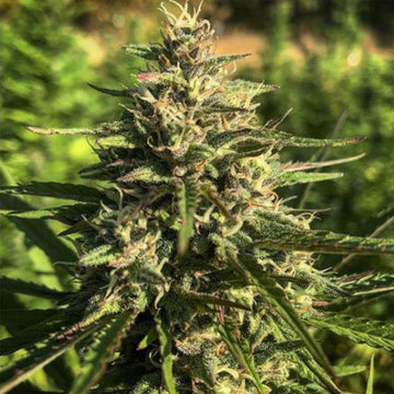 Electro Feminized Hemp Seeds