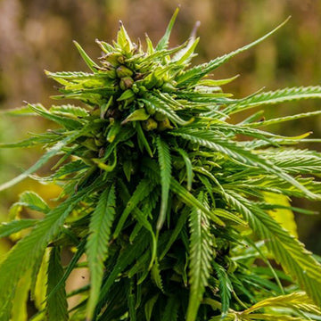 Elite Life Feminized Hemp Seeds