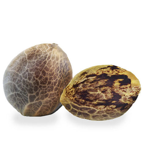 Charlotte’s Cherish Feminized Hemp Seeds