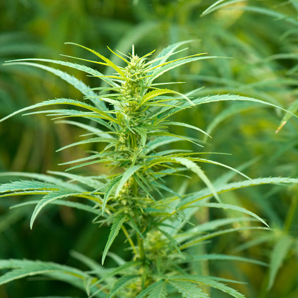 Tyger Feminized Hemp Seeds